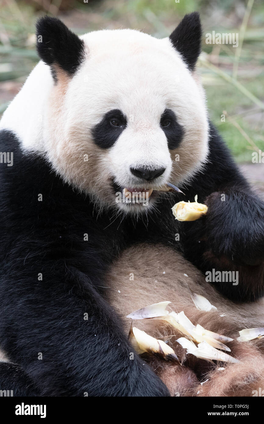 Berlin, Germany. 21st Mar, 2019. Panda man Jiao Qing tastes it in his zoo enclosure. Credit: Paul Zinken/dpa/Alamy Live News Stock Photo