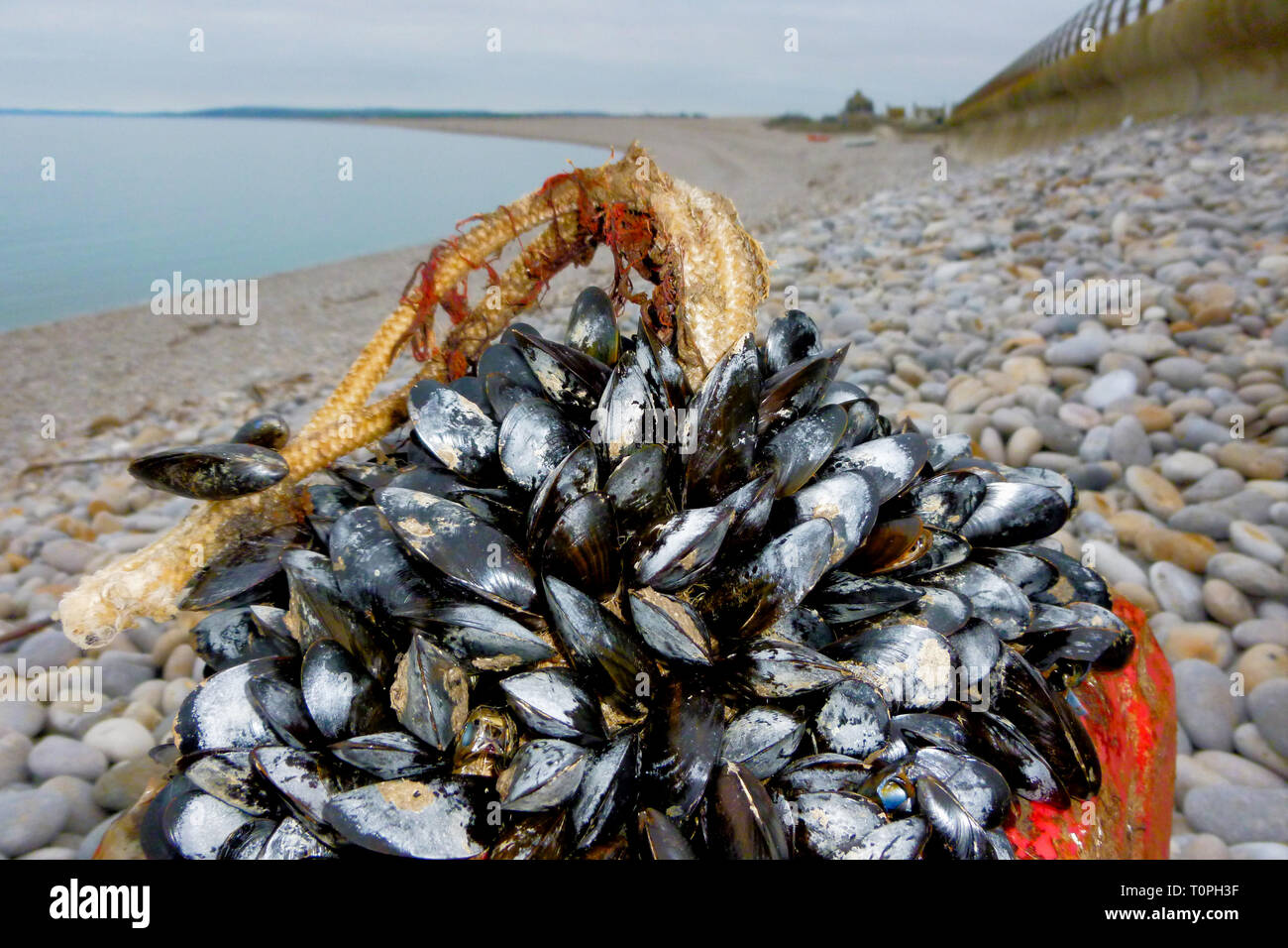 Chesil beach huts hires stock photography and images Alamy