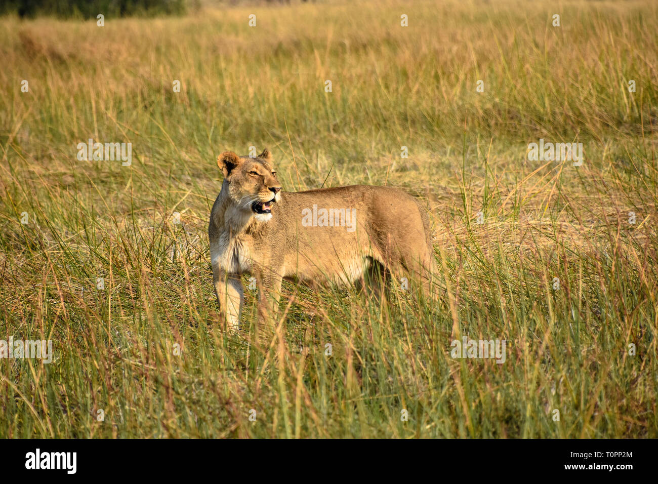 2017 African Lion High Resolution Stock Photography and Images - Alamy
