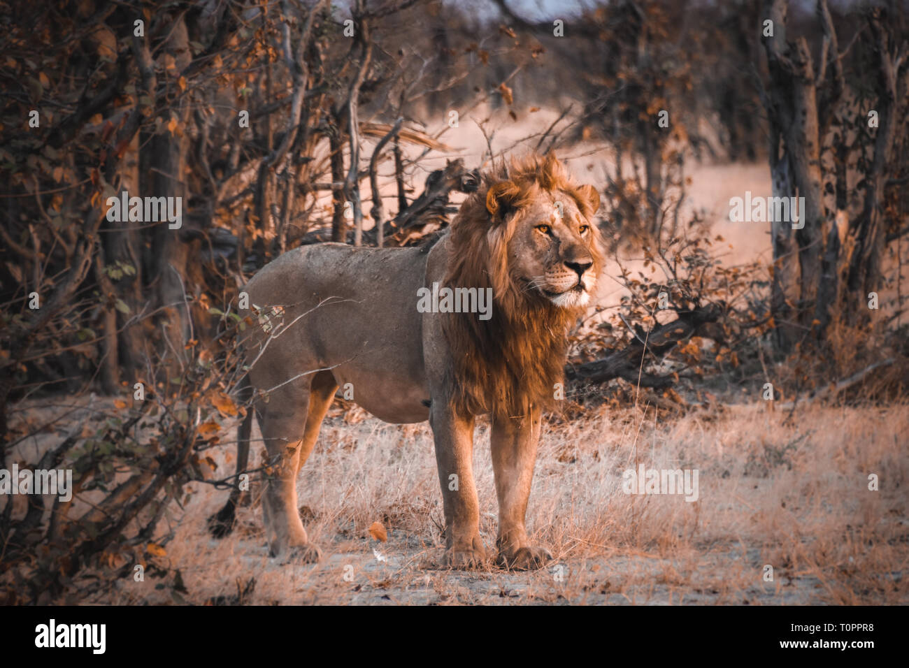 2017 African Lion High Resolution Stock Photography and Images - Alamy