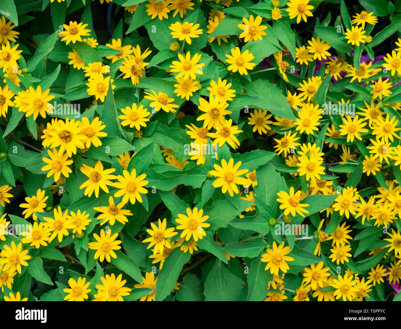 dramatic close up beautiful Little Yellow Star flower (Melampodium
