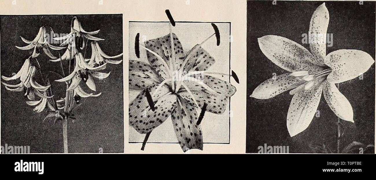 Dreer's autumn planting guide for Dreer's autumn planting guide for 1940  dreersautumnplan1940henr Year: 1940  Lilium pardalinum giganteum Lilium canadense Tigrinum—Tiger Lily Lilium Washingtonianum Enchanting LILIES for Your Garden What could be rarer than a rapturous summer garden of Lilies... you too can enjoy a wealth of summer glory with but little effort and at little cost. From the showy little Coral Lily to the giants in white and gay colors they will enrich your garden beyond your fondest expectations. 40-550 Auratum {Gold Banded Lily). ® Large, graceful, fragrant ivory white flowers  Stock Photo