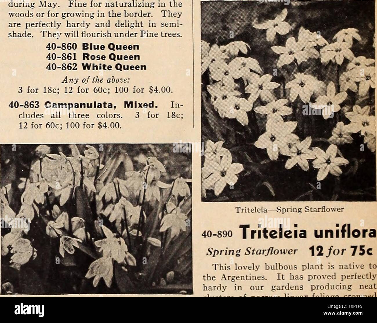 https://c8.alamy.com/comp/T0PTP9/dreers-autumn-planting-guide-for-dreers-autumn-planting-guide-for-1940-dreersautumnplan1940henr-year-1940-scilla-carapanulata-scllla-campanulata-wood-hyacinth-charming-large-bellflower-like-blooms-during-may-fine-for-naturalizing-in-the-woods-or-for-growing-in-the-border-they-are-perfectly-hardy-and-delight-in-semi-shade-they-will-flourish-under-pine-trees-40-860-blue-queen-40-861-rose-queen-40-862-white-queen-any-of-i-he-above-3-for-18c-12-for-60c-100-for-400-40-863-campanulata-mixed-in-cludes-all-three-colors-3-for-18c-12-for-60c-100-for-400-scilla-sibirica-scllla-T0PTP9.jpg
