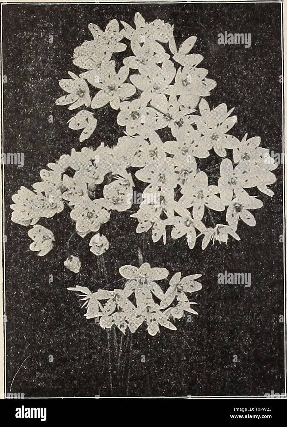 boots three for two offers