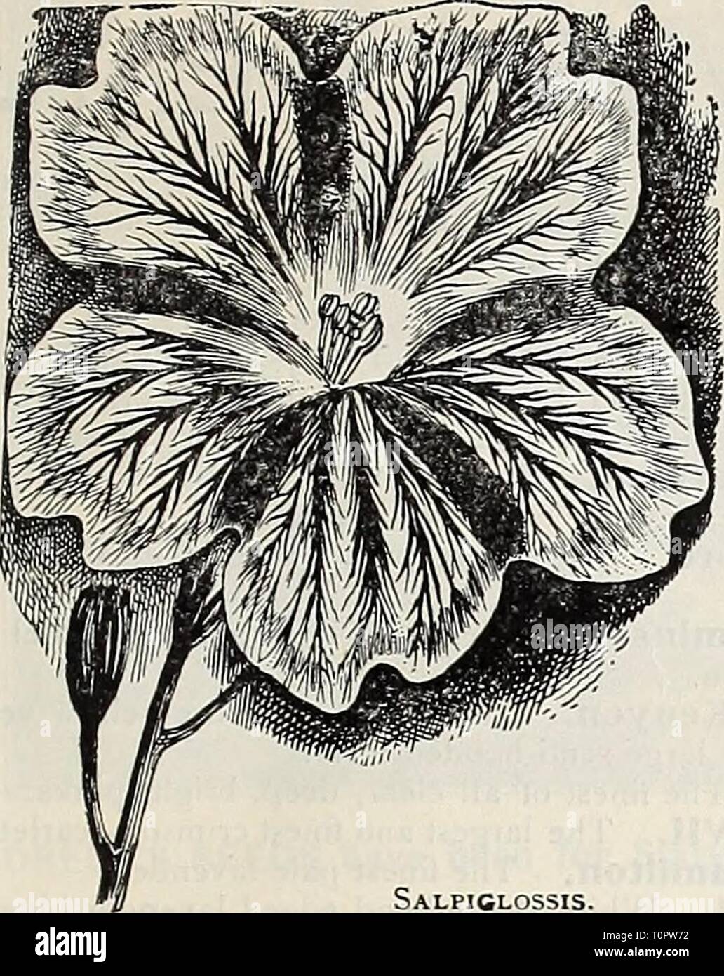 Dreer's garden book  1906 Dreer's garden book : 1906  dreersgardenbook1906henr Year: 1906  Dreer's Improved Large-floiivering Salpiglossis. (Painted Tongue.) Shown ill colors on the front covar of iJtis book. These are one uf the very tinest annuals, and we hope the prominence which we give them this season will result in their being more generally grown. They are of the easiest culture, succeeding in any sunny position. The plants grow  to 2 feet high and produce freely, from midsummer till frost, their attractive orchid-like flow- ers in a very large range of colors, including many shades  Stock Photo