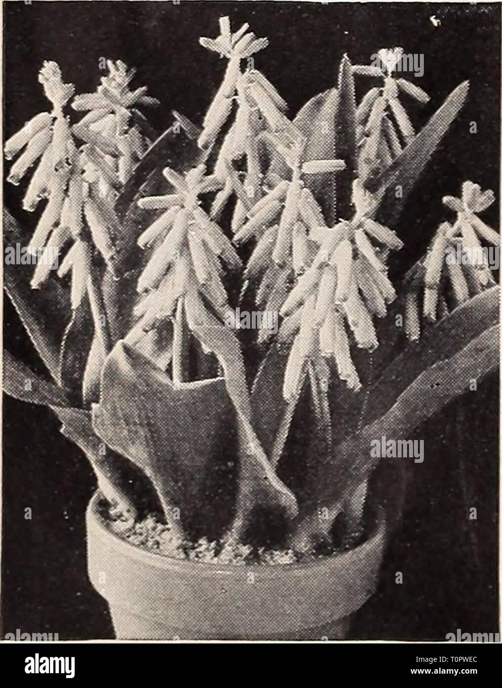Dreer's autumn planting guide for Dreer's autumn planting guide for 1940  dreersautumnplan1940henr Year: 1940  Ixia—African Corn Lily 40-530 Ixia—African Corn Lily These are half-hardy bulbs from the Cape of Good Hope. They are primarily for indoor culture but will do equally well in a well-drained cold frame outdoors. The flowers are of the most brilliant rich and varied hues including yellow, pink, carmine, orange, red, blue, scarlet, and white. Jumbo Bulbs: 3 for 15c; 12 for 50c; 25 for 85c; 100 for §3.25.    Lachenalia pendula superba Lachenalia Cape Cowslip 40-535 Pendula superba. An inte Stock Photo