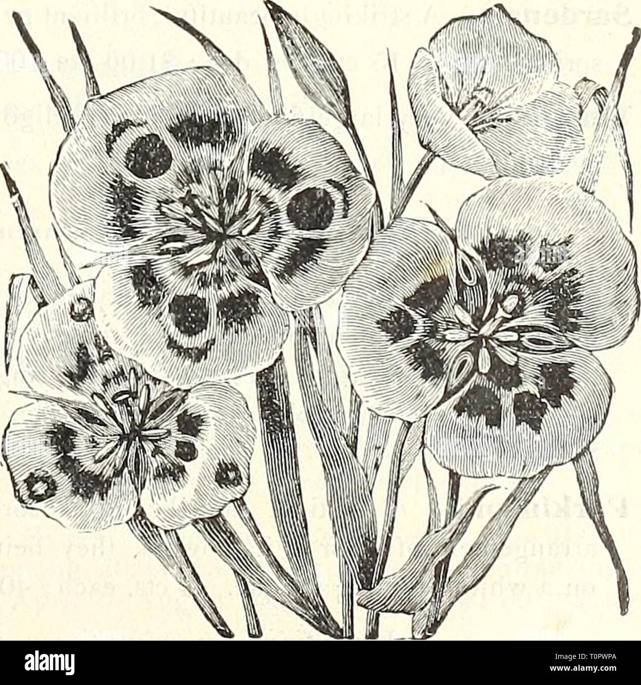 Dreer's autumn catalogue 1905 (1905) Dreer's autumn catalogue 1905  dreersautumncata1905henr Year: 1905  Double Anemones. Handsome bulbous plants from the Pacific Slope, blooming in pendent clusier-i on long, slender stems. It is easily forced, and may be grown in the greenhouse or cold frame, or if planted out in clumps or masses will flower freely in June or July. Perfectly hardy. Coccinea [Floi-nl Firecracker). Flowers  to 2 inches long ; a rich glowing crimson, tipped with pea-green ; a striking plant. (See cut.) 4 cts. each ; 40 Cts. per doz ; |3.00 per 100. nixed Varieties. In many bea Stock Photo