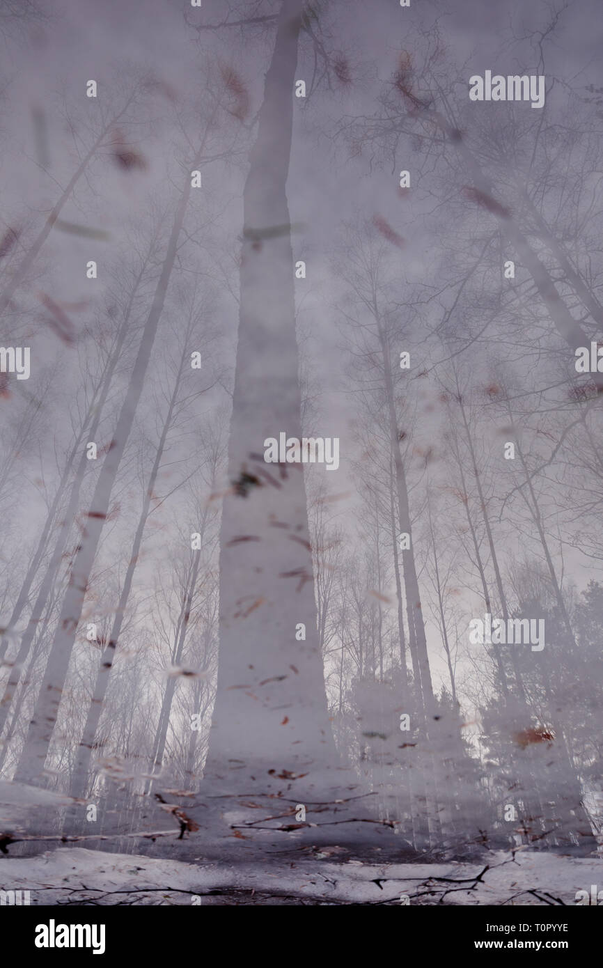 Wet forest landscape hi-res stock photography and images - Alamy