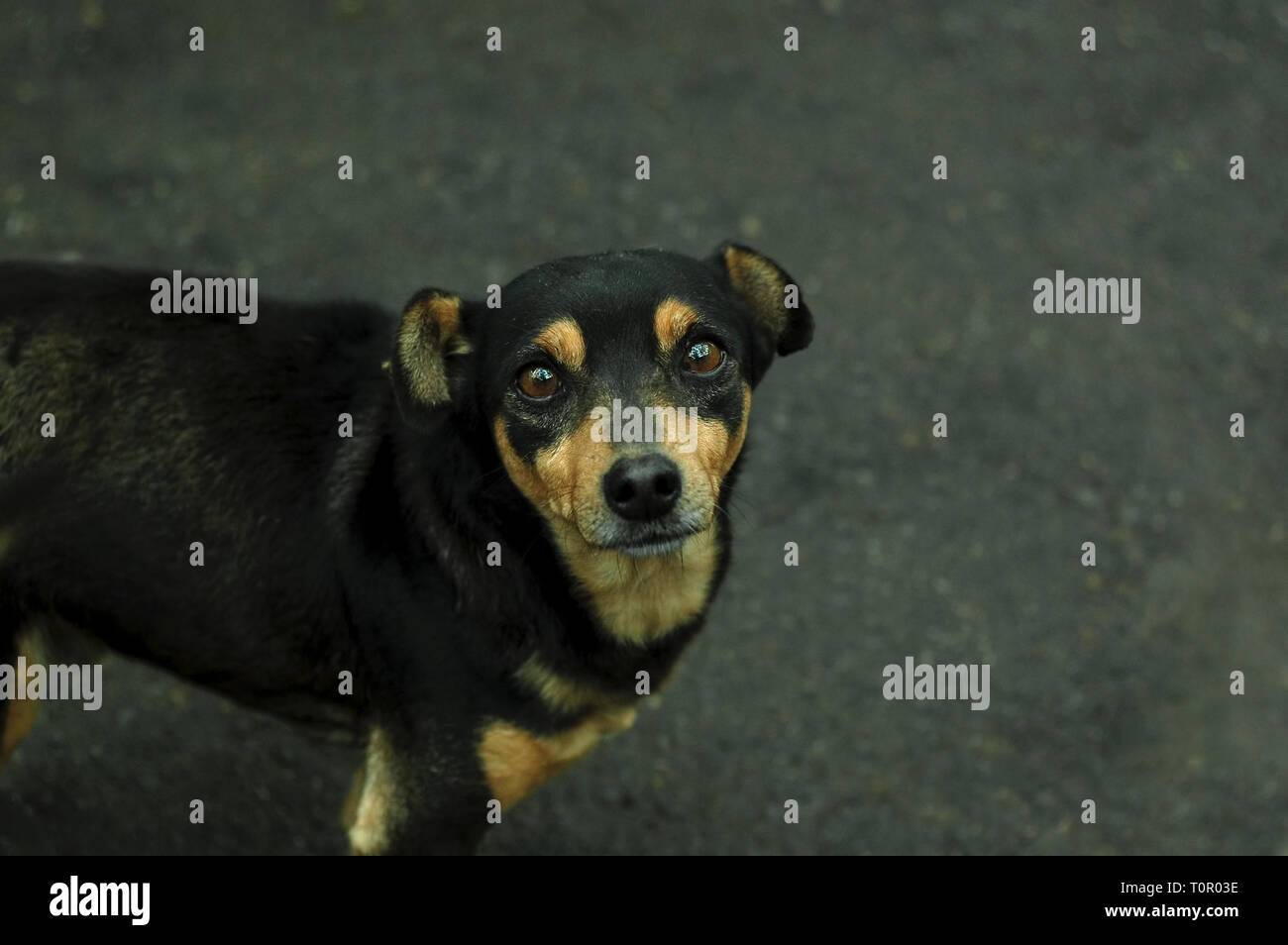 Cute little stray puppy mongrel. Small alone black dog with sad eyes, standing on the wet asphalt. Selective focus, place for text.The concept of lone Stock Photo