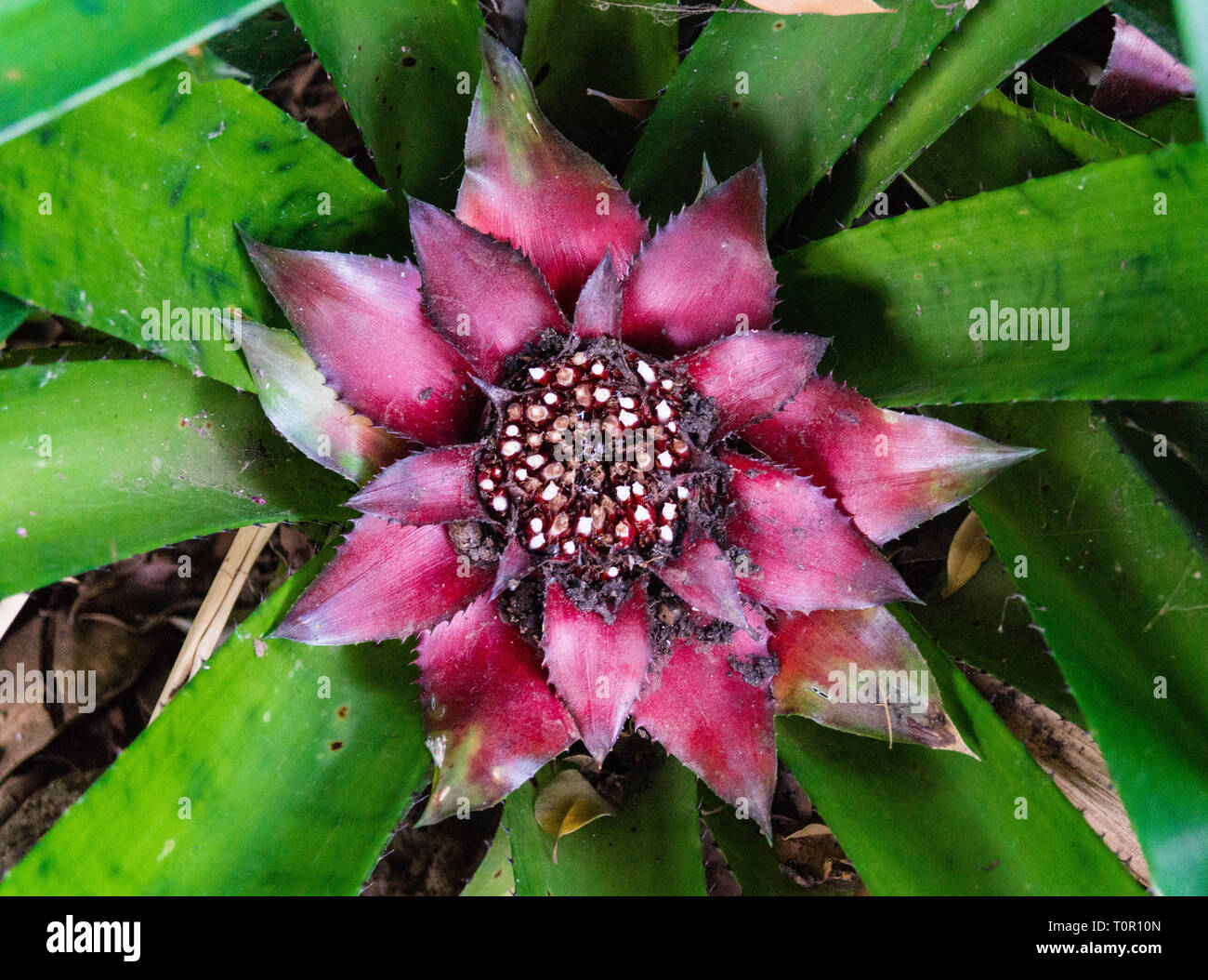 Canistrum giganteum Bromeliaceae Tropical flower from brazil Stock Photo