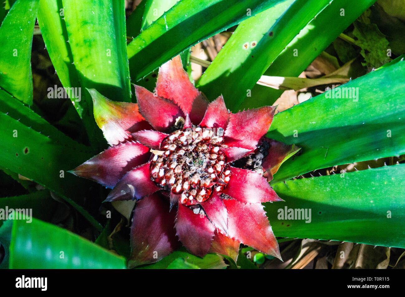 Canistrum giganteum Bromeliaceae Tropical flower from brazil Stock Photo