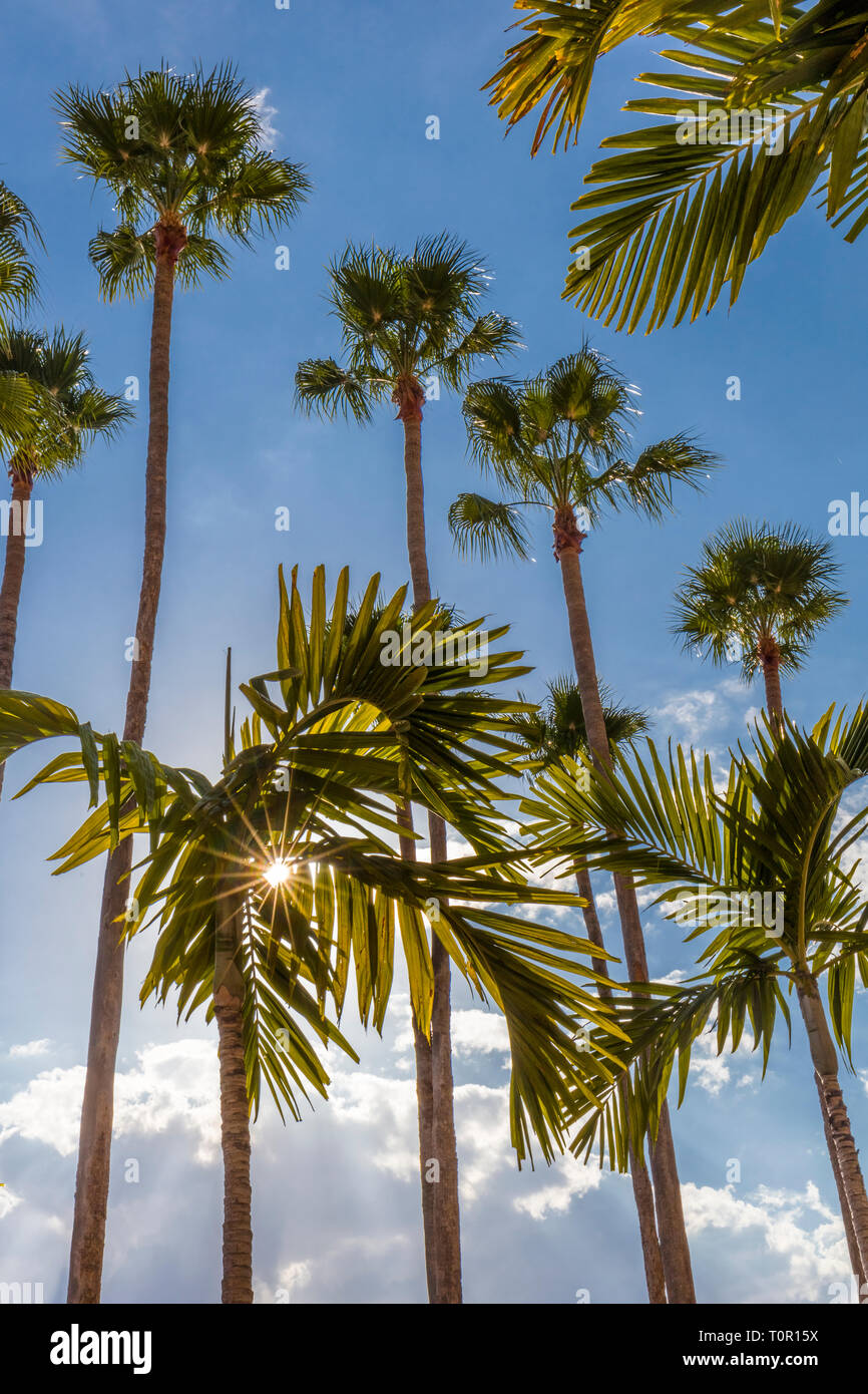 Sun burst though palm trees against a blue sky along the Tampa Riverwalk in Tampa Florida in the United States Stock Photo