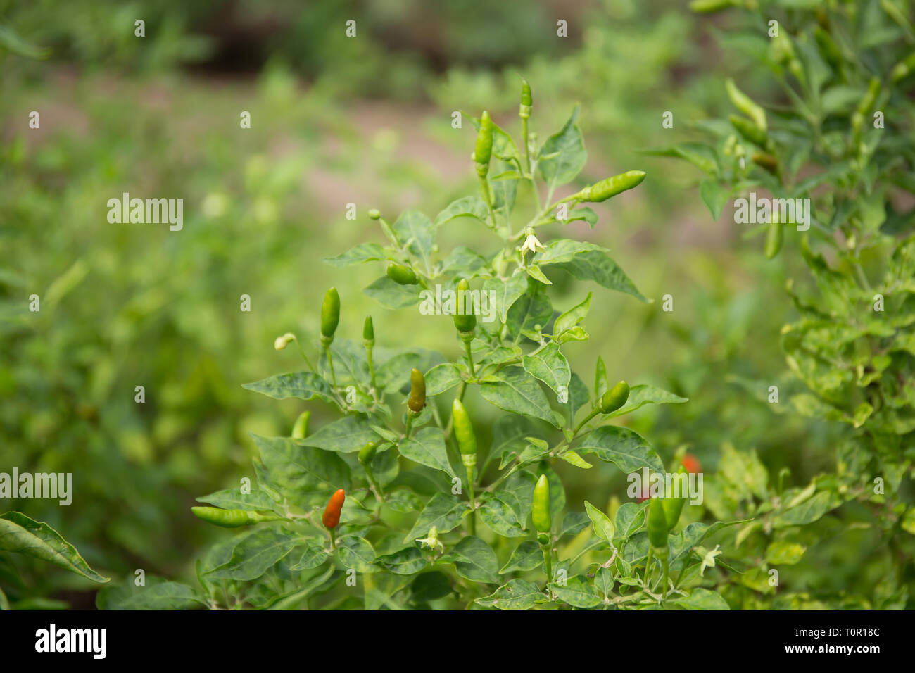 Thai Chilli in garden Stock Photo - Alamy