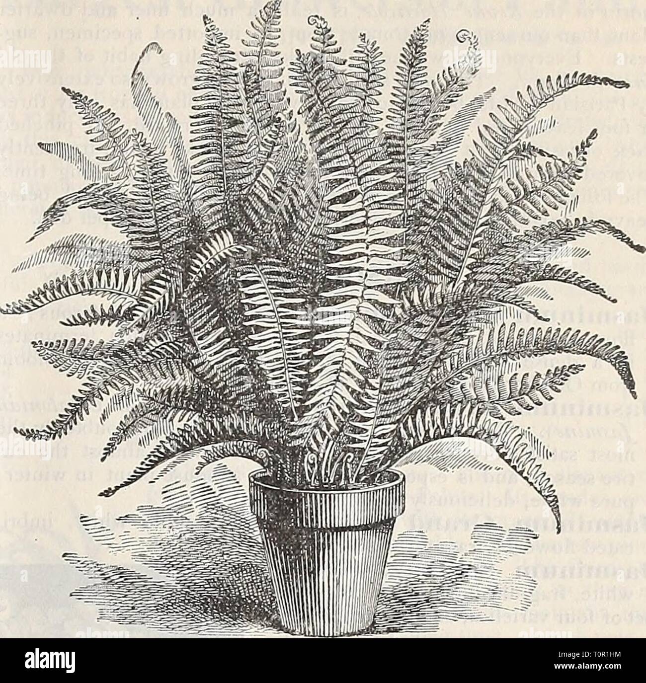 Class of ferns hires stock photography and images Alamy