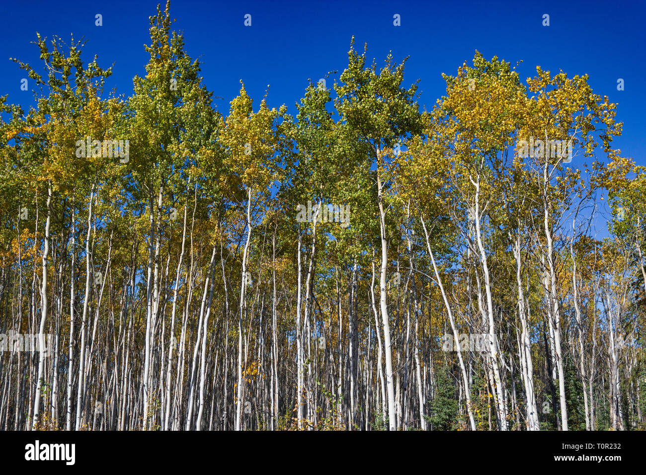 Tall White Birches with colorful leaves & blue sky, Yukon Stock Photo