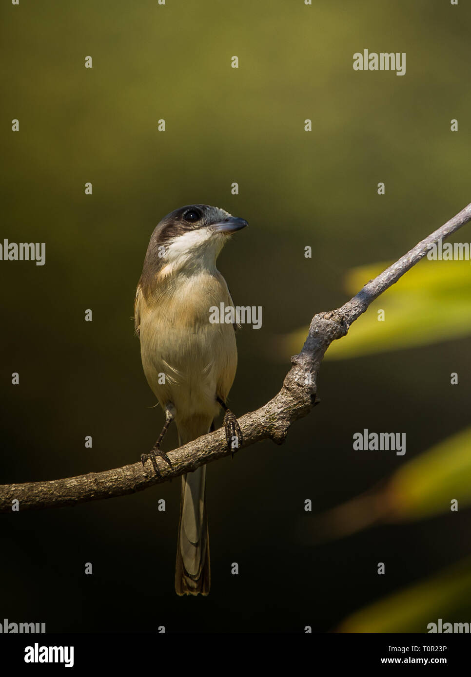 Burmese Shrike ( Lanius collurioides ) on the branches of trees Stock ...