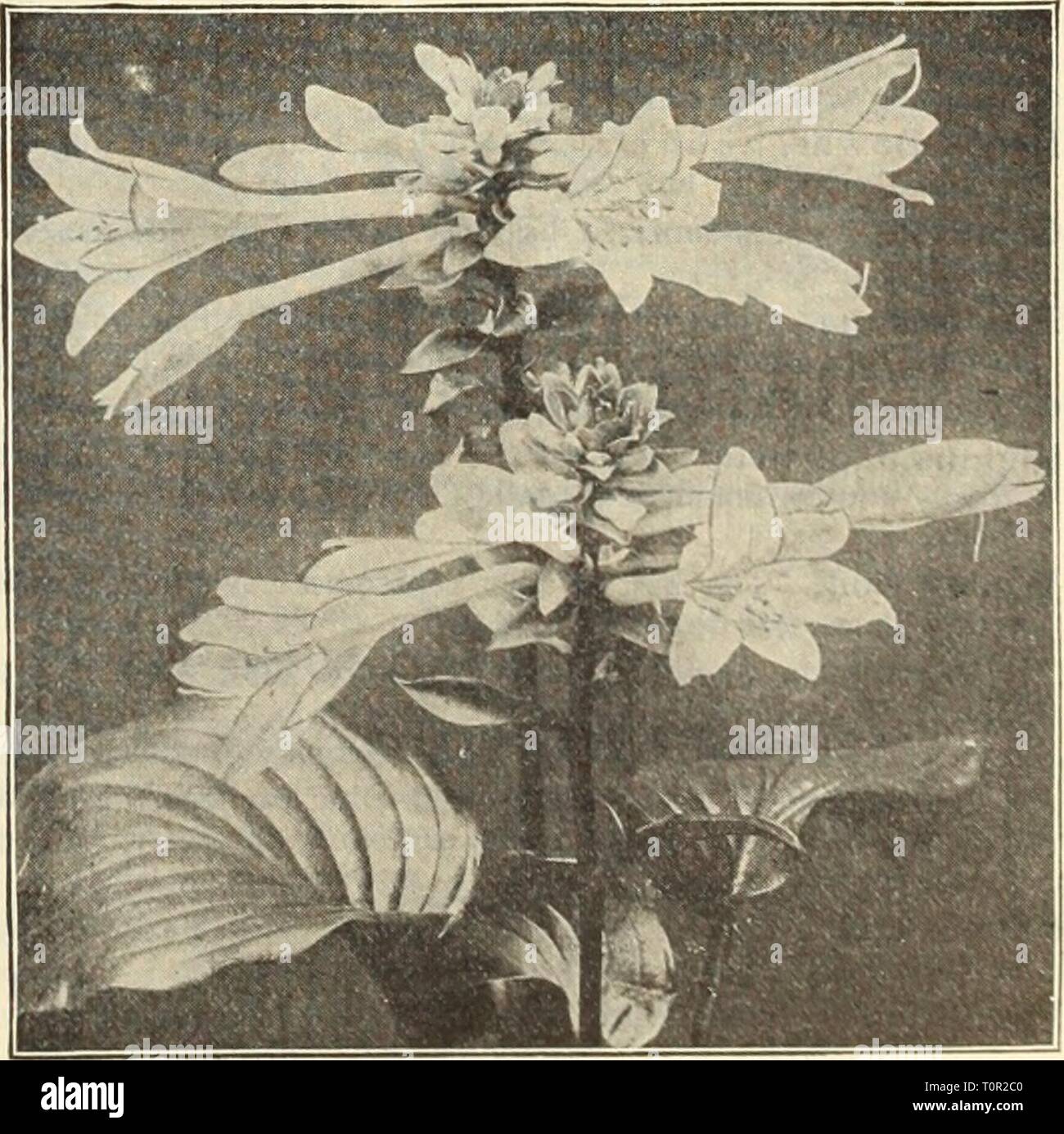 Dreer's autumn catalogue 1914 (1914) Dreer's autumn catalogue 1914  dreersautumncata1914henr Year: 1914  Digitalis (Foxglove). durina DIGITALIS Foxglove). The Foxglove, old-fashioned, dignified and statel their period of flowering dominate the whole garden. Ciloxinaeflora {Gloxinia-flowered). A beautiful strain of finely-spotted varieties. We offer them in White, Furph-, Lihic, Rose or Mixed. Ambigua, or Grandiflora. Showy flowers of pale yellow, veined brown, Lanata. Dense spikes of odd-looking flowers; corolla gray, with creamy-white tips. 15 cts. each; $1..')0 per doz.; $10.00 per loO. EUPA Stock Photo