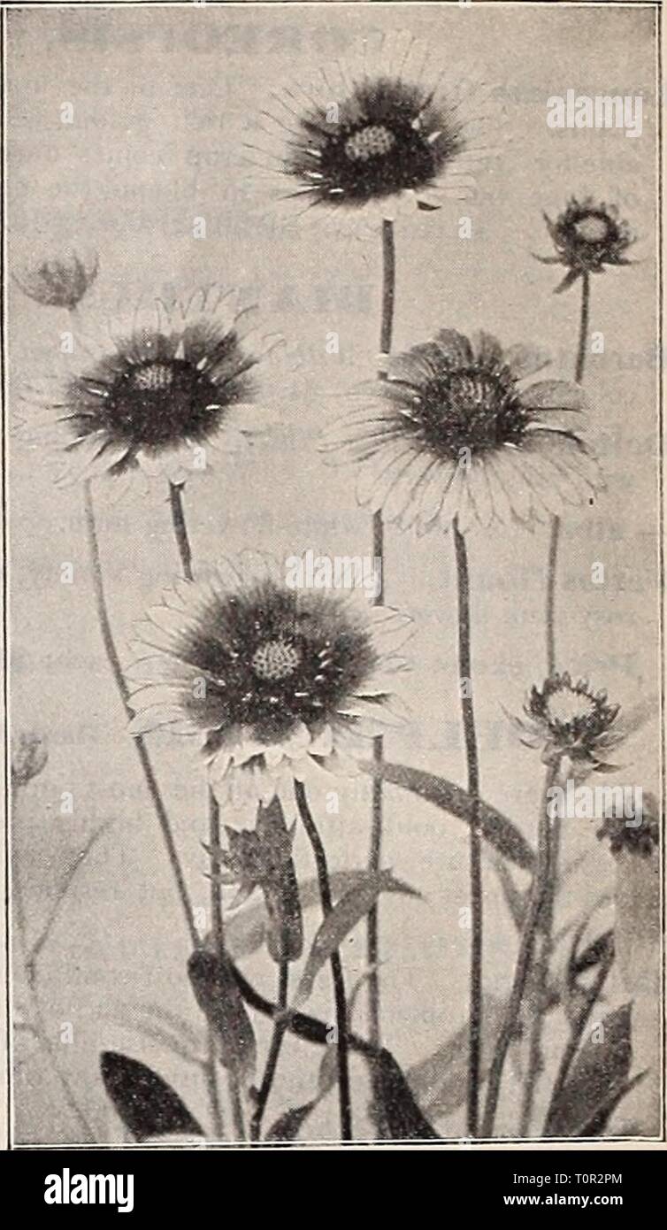 Dreer's autumn catalogue 1911 (1911) Dreer's autumn catalogue 1911  dreersautumncata1911henr Year: 1911  GAIL,L.ARDIA (Blanket Flower). Qrandiflora. One of the sliowiest and most effective hardy plants, growing about two feet high; beginning to llower in June they continue one mass of bloom the entire season. The large flowers are of gorgeous coloring. The centre is dark red brown, while the petals are variously marked with rings of brilliant scarlet-crimson, orange and vermilion. Excellent for cutting. 1.5 cts. each; $1.-50 per doz.; Â§10.00 per 100. GYPSOPHII^A Baby's Breath . Acutifolia. . Stock Photo