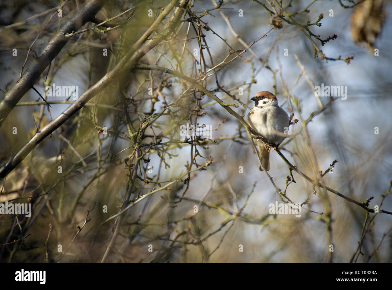 Eurasian tree sparrow (Passer montanus) sitting on a branch. Stock Photo