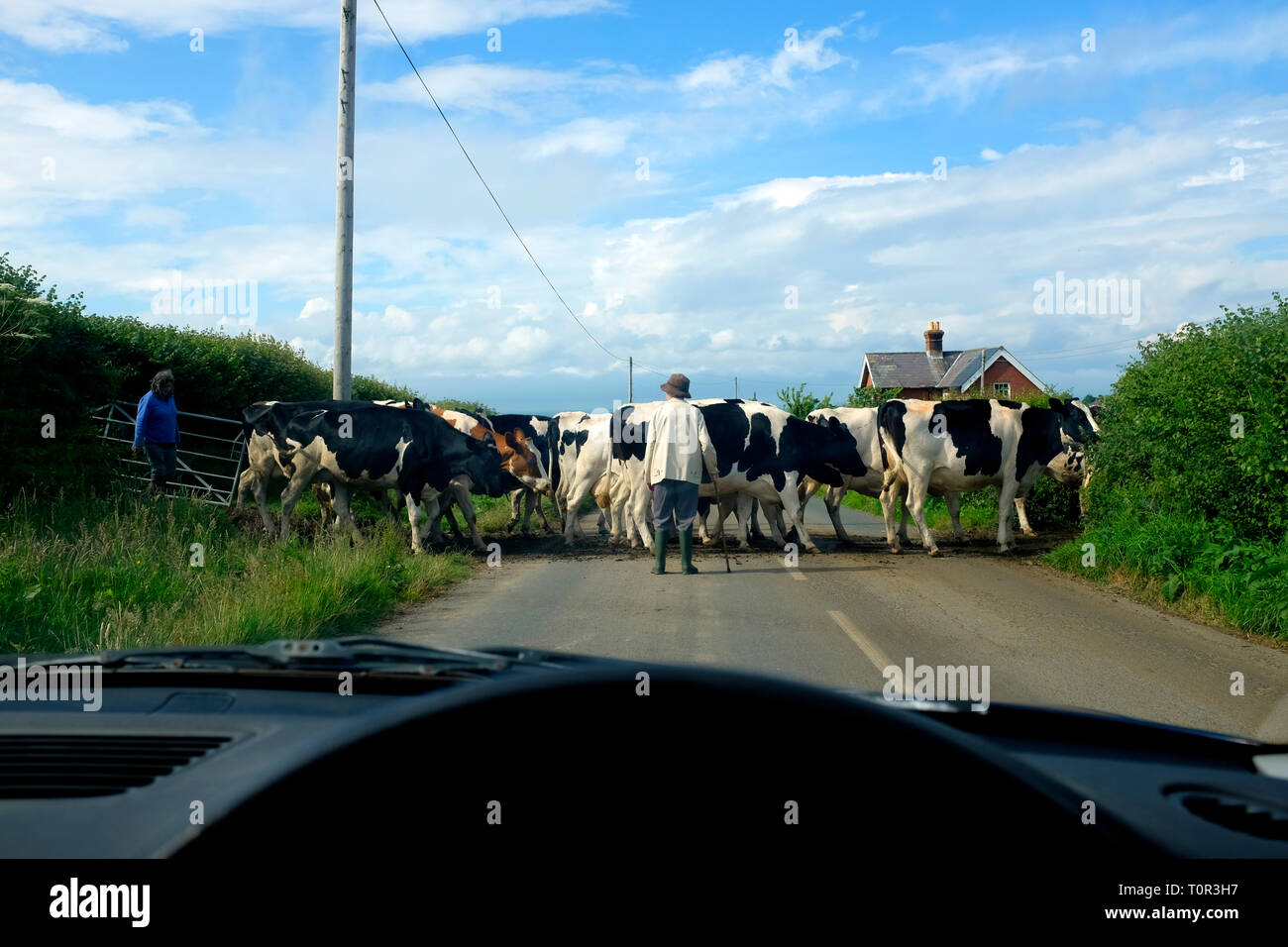farmers,herding,dairy,cattle,across,road,to,farm,cows,cattle,Fresian