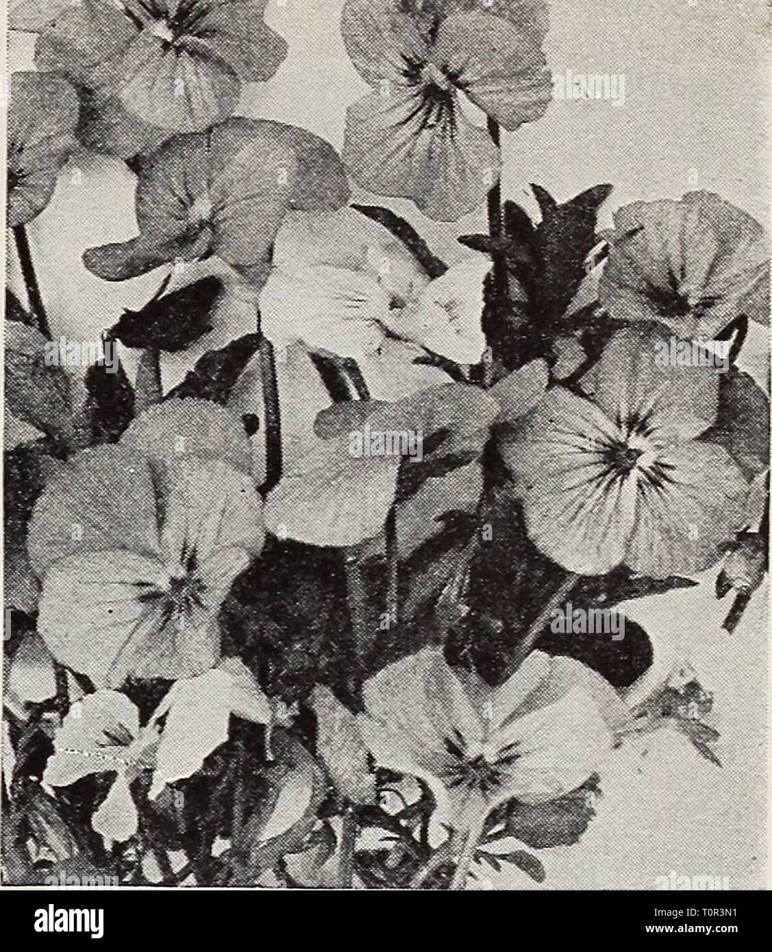 Dreer quality seeds plants bulbs Dreer quality seeds plants bulbs  dreerqualityseed1939henr Year: 1939  Valeriana—Valerian Vinca, Bowles' Variety Viola—Tufted Pansy Trollius—G/o6e Flower (D Large long-stemmed Buttercup-like blooms ranging from pale yellow to deepest orange. They delight in a moderately moist soil supplied with plenty of humus. 17-607 Europaeus superbus. Glorified globe-shaped Butter- cups of waxy lemon yeUow. Blooms May and June. 2 feet tall. Plants: 35c each; 3 for $1.00; 12 for $3.50. 17-608 Ledebouriy Golden Queen. A magnificent variety with beautiful rich golden yellow blo Stock Photo