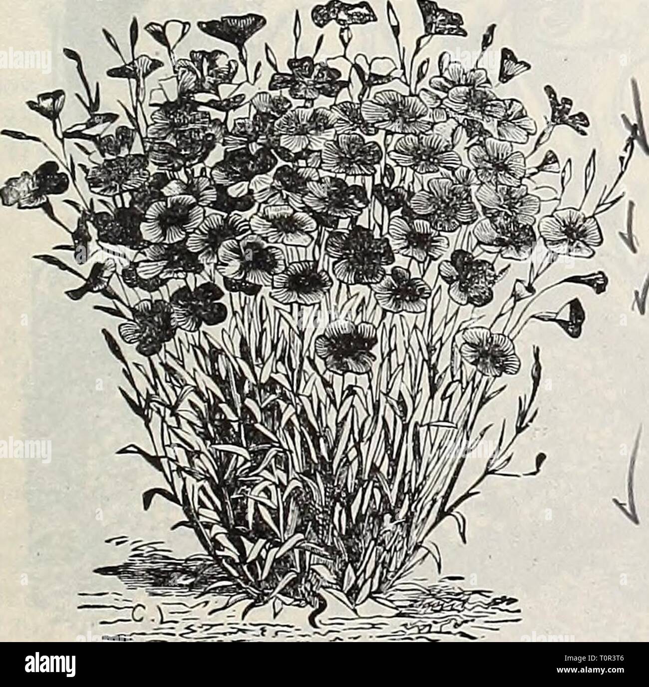 Dreer's garden book  1906 Dreer's garden book : 1906  dreersgardenbook1906henr Year: 1906  Alyssum Little Gem or Carpet of Snow.    ALYSSUM (Mad-Wort). Pretty little plants for beds, vases, baskets, edgings or rock-work, blooming profusely all summer; use- ful also for winter-flowering. Very sweetly scented. per pkt. 1101 Little Gem, or Carpet of Snow. Of dwarf, compact habit, 4 to 6 inches in height, each plant covering a circle 15 to 30 inches in diameter. It begins to bloom when quite small, and the plants are a solid mass of white from spring to late in au- tumn. (See cut.) 50c.peroz. 5 11 Stock Photo