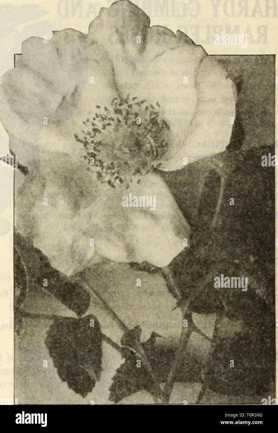 Dreer's autumn catalogue 1925 (1925) Dreer's autumn catalogue 1925  dreersautumncata1925henr Year: 1925  60 /flEHRXAlMtEER.^ SELECT-TV.OSES &gt;HlMPEIiPMIk New Hybrid Rugosa Rose F.J. Grootenderst This is a new type of Rose which might properly be called a Rugosa Baby Rambler, it being a cross between Rugosa and the crimson Baby Rambler. Imagine a shrub-like Rugosa Rose covered with trusses of crimson Baby Rambler Roses and you will have a fair conception of this new hybrid variety. It is not a Rose that you want to plant in with yqjir bed of Hybrid-Tea or Hybrid Perpetual Roses, but is valua Stock Photo