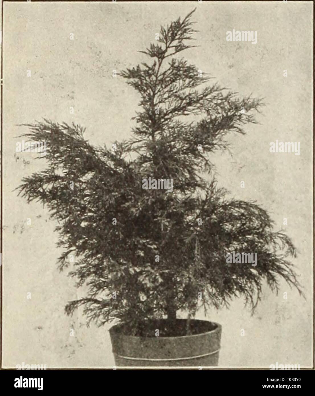 Dreer's autumn catalogue, 1913 (1913) Dreer's autumn catalogue, 1913  dreersautumncata1913henr Year: 1913  Choice Coniferous Evergreens, The few Evergreens offered below are the rarer, choicer sorts of easy culture and perfect hardiness. The plants are all grown either in willow baskets or tubs so that they may be planted at any time with perfect safety. The varieties supplied in baskets may be planted out, basket and all, which will gradually decay, thus saving all disturbance of the roots and reducing the risk of loss to a minimum. Cryptomeria Japonica Lobbi Compacta (Dwarf Japan Cedar). A h Stock Photo