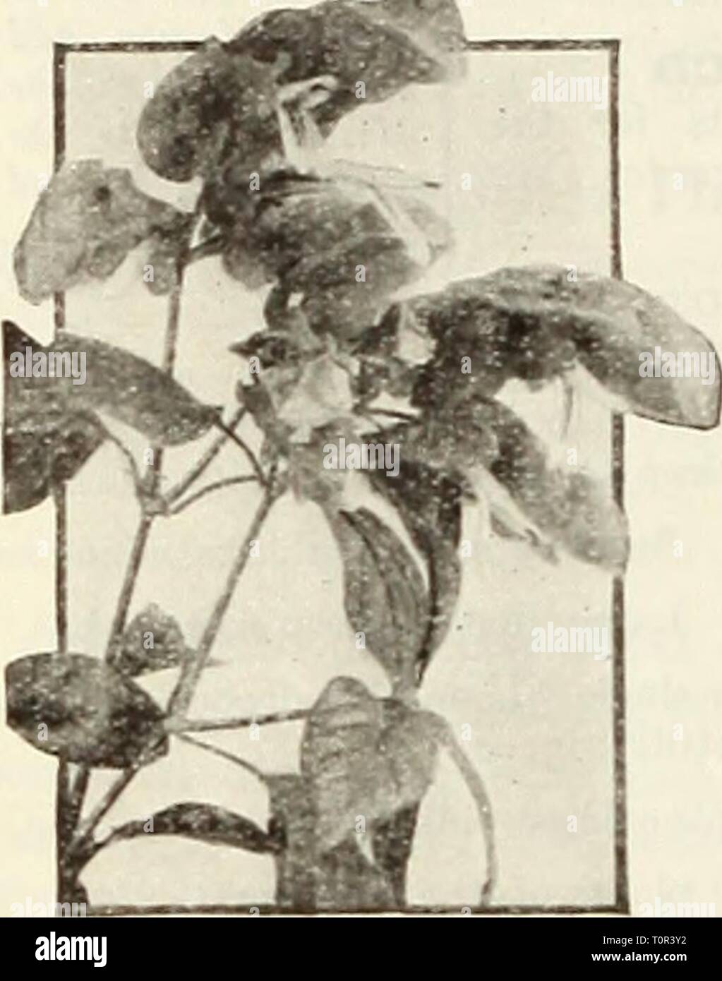 Dreer's bulbs  plants, shrubs, Dreer's bulbs : plants, shrubs, and seeds for fall planting  dreersbulbsplant1936henr Year: 1936  FLOWERING AND DECORATIVE PLANTS—Continued Beloperone guttata—Shrimp Plant    The inflorescence of Bel- operone is composed of a series of overlapping bracts or floral leaves. These bracts assume a rich golden bronze tint when the plant is exposed to full light and the two-lipped white flowers are produced successivelj' between these bracts. The lower lip of the flower has a tessellated marking of pale purple, while the upper lip forms a hood over the dark stamens. A  Stock Photo