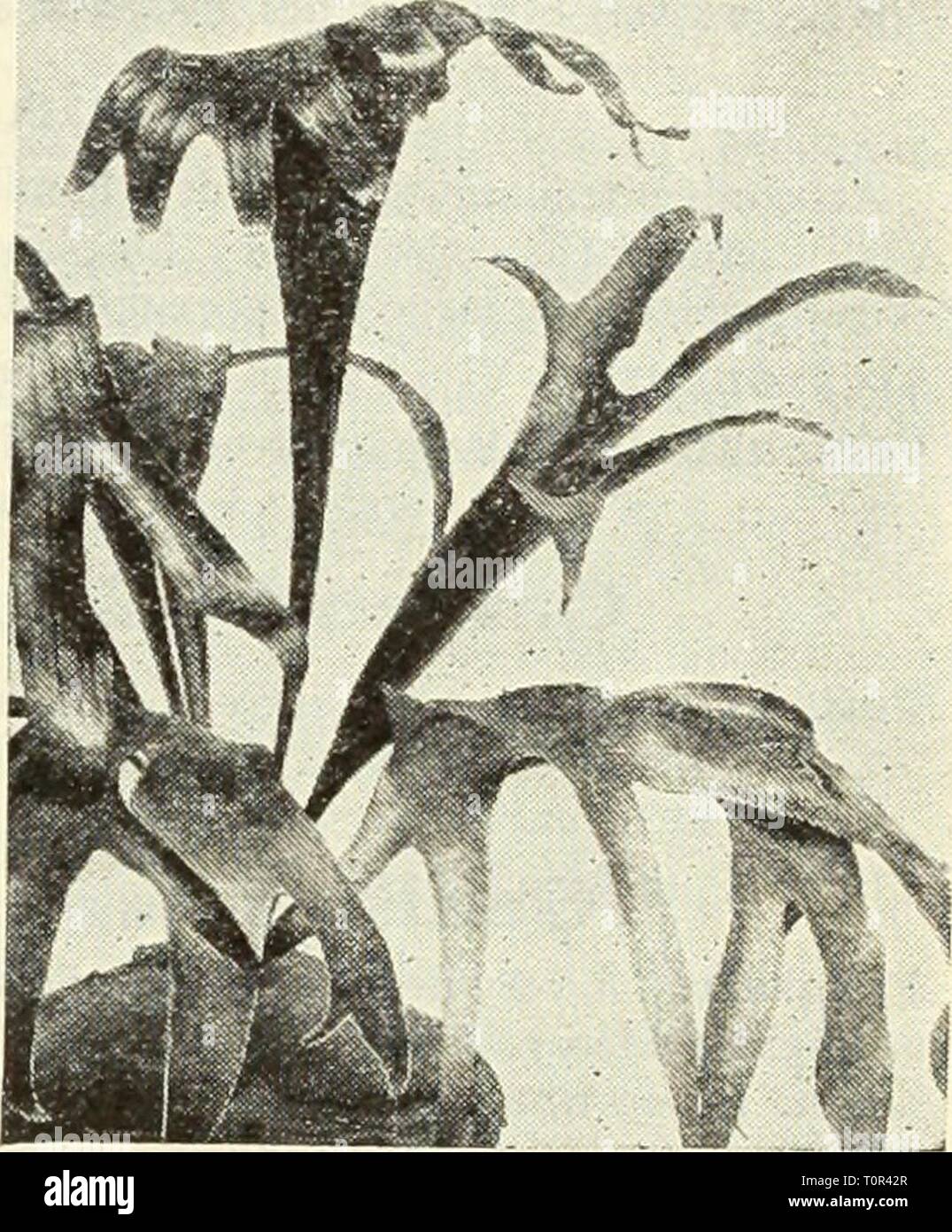 Dreer's bulbs  plants, shrubs, Dreer's bulbs : plants, shrubs, and seeds for fall planting  dreersbulbsplant1936henr Year: 1936  Davallia Ajiensis plumosa This is one of the very best house Ferns as it will stand the hot and dry atmosphere of most living rooms. It is a truly beautiful Fern of strong growth with attractive rich dark green fronds of heavy substance. Fine in pots but also widely grown in hanging baskets or as Fern balls. Its rhizomes often spread over the soil surface which adds to the inter- esting features of this plant. 3-inch pots 75c; 4-inch pots $1.00, each. Nephrolepis bos Stock Photo