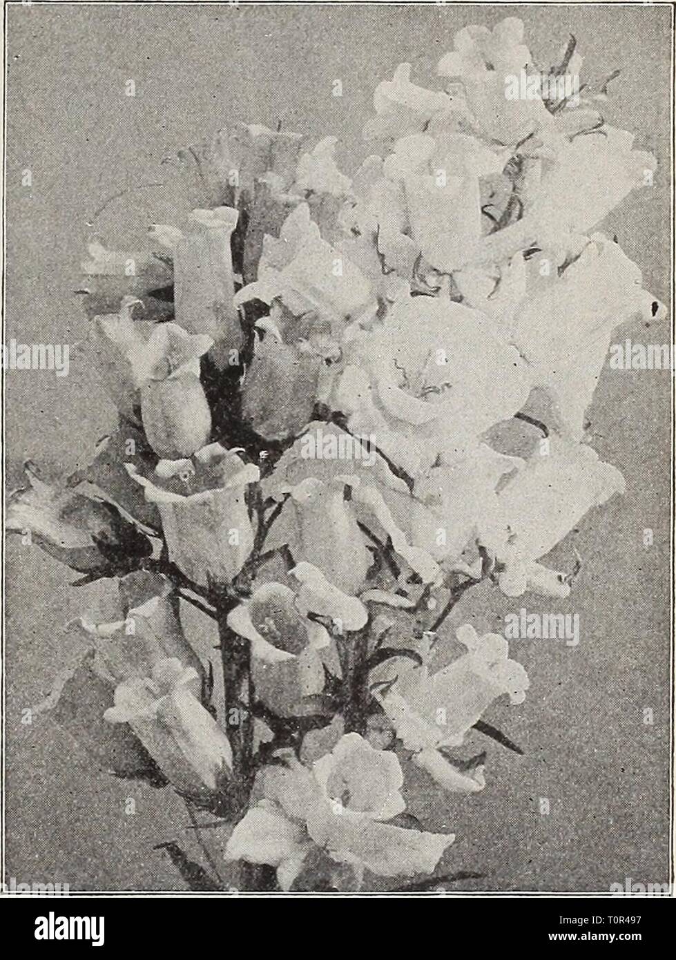 Dreer's autumn catalogue 1911 (1911) Dreer's autumn catalogue 1911  dreersautumncata1911henr Year: 1911  HENRTADREER â PHIlADftPHIA-^'A- Rf LIABLE f LOWER SEEDS 65 Campanula. (Bellflower.) Per Pkt. Carpatica {Carpathian Hare-Bell). In bloom the whole season; hardy perennial; blue; 6 inches. Per ^ oz., 25 cts 5 â Alba. White-flowered form. Per K oz.. 25 cts... 5 Latifolia Macreintha. A handsome variety, bearing in May and June large purplish-blue flowers; 3 feet 15 Persicifolia Grandiflora (Peach Bells). One of the finest; grows 2 to 3 feet high, with large flowers; blue 10 â Alba. White flower Stock Photo