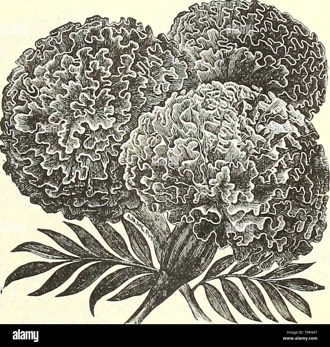 Dreer's garden book 1904 Dreer's garden book : 1904  dreersgardenbook1904henr Year: 1904 Marigold, Legion d'Honneur. MARIGOLD.  The African and French Marigolds are old favorite, free-flowering annuals  of easy culture; both are extremely