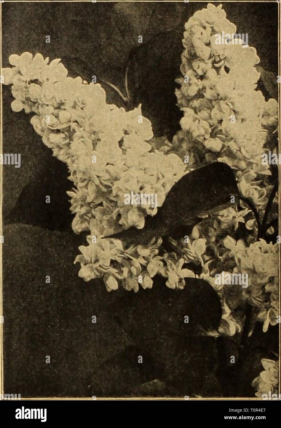 Dreer's autumn catalogue 1926 (1926) Dreer's autumn catalogue 1926  dreersautumncata1926henr Year: 1926  VlTEX Macrophvlla Syringa or Lilac, Mme. Marie Lemoine — President Grevy. Magnificent panicles of large double purplish-blue flowers. SI.00 each. Stephanandra Flexuosa. Of gracefxil fountain-like habit of growth with finely and delicately cut leaves which in the autumn assume brilliant reddish tints; the flowers are creamy white. 60 cts. each. Tamarix Africana {Tamarisk). Strong, slender, tall growing, irregular Shrubs, with feathery foliage and small, delicate flowers, borne profusely on g Stock Photo