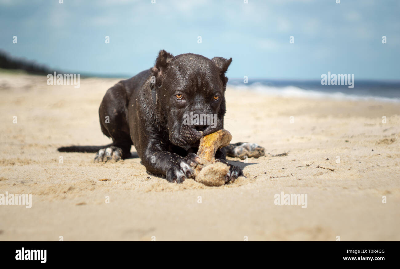 Cane Corso Brindle Male Puppy Italian Mastiff Dog At Beach