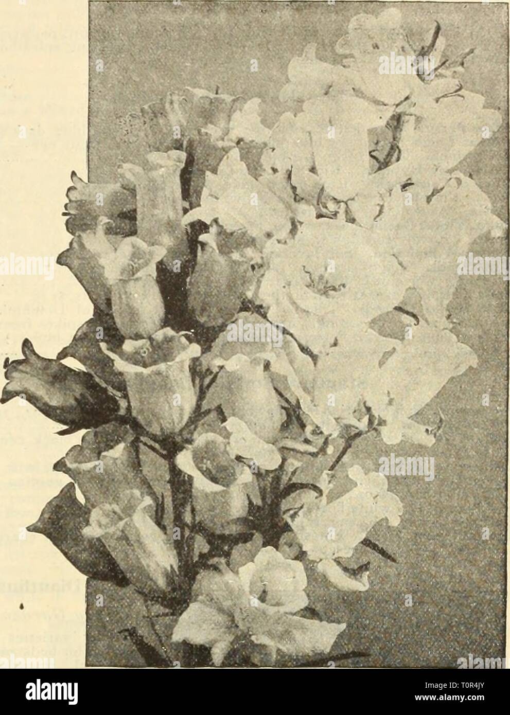 Dreer's autumn catalogue 1912 (1912) Dreer's autumn catalogue 1912  dreersautumncata1912henr Year: 1912  UlNRrADREER -PHILADELPHIAJ'A-^ RtLIABlE FLOWER SefDrflfH 65 Campanula (Bellflower). Per Pkt Carpatica {Carpathian Hare-Bull). In bloom the whole season; hardy perennial: blue: 6 inches. Per ^4 oz., 25 cts â â Alba. White flowered form. Per Vt, oz.. 25 cts â GyamKTaX&'Clustered Bellfloiv/r). Violet blue i; Grandis (Great Belifloiver). Large saucer-shaped violet blue flowers ic Latifolia Macrantha. .^ handsome variety, bearing in May and June large purplish-blue flowers. 3 feet PersiciJFolia  Stock Photo