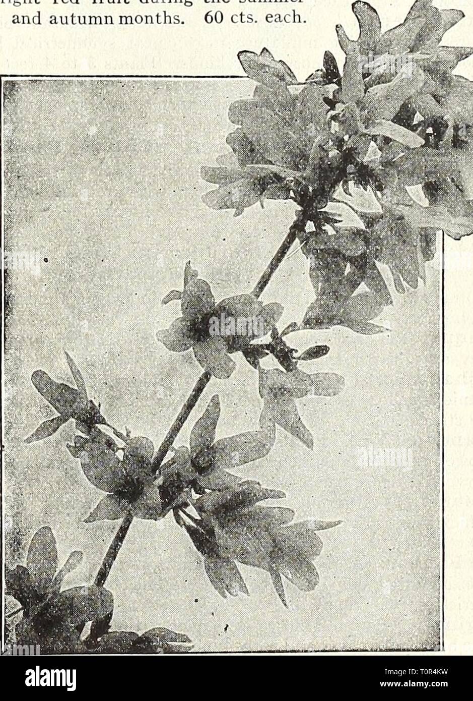 Dreer's autumn catalogue 1931 (1931) Dreer's autumn catalogue 1931  dreersautumncata1931henr Year: 1931  Deutzia Lemoinei ESeagOtlS (Japanese Oleaster) Longipes. A very desin ble, nearly evergreen Shrub of medium height, with light foliage, which is silvered on the under surface. The abundant crop of orange-colored fruit is a very attractive feature during the summer. 75 cts. each. Elsholtzia (Mintshrub) Stauntoni. Its.late flowering, September and October, makes this a particular^ valuable Shrub. It grows about four feet high, of bushy branching habit, each branch terminated by a dense 4 to 8 Stock Photo