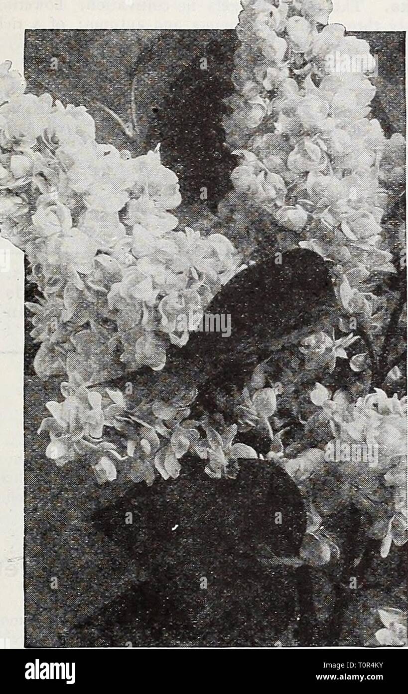 Future Plants By Randy Stewart Syringa Lilac