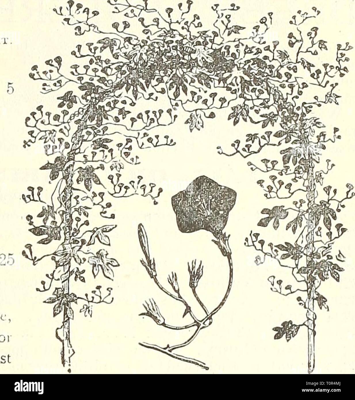 Dreer's garden book  1904 Dreer's garden book : 1904  dreersgardenbook1904henr Year: 1904  '^^^V^'r^,. W- MiMULUS TiGRltlUS.    Fine PER PKT. mixed spotted 3192 Tigrinus {Monkey Flower). vai leties 5 3191 rioschatus [Musk Plant). Fine for hanging-bas- kets, etc.; small yellow flowers, fragrant foliage 5 MINA. PER PKT 3201 Lobata. Half-hardy Mexi- can climbing annual. The buds are at first of a vivid red, but turn to orange-yellow be- fore they open, and when fully expanded the flowers are of a creamy-white shade. They are freely produced from the base to the summit of the plant, which attains  Stock Photo