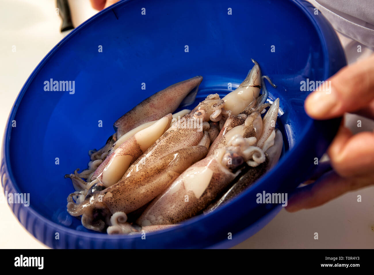 Octopuse liegen in einer blauen Schale und werden gleich gewaschen bevor sie kuechenfertig gemacht werden. Stock Photo
