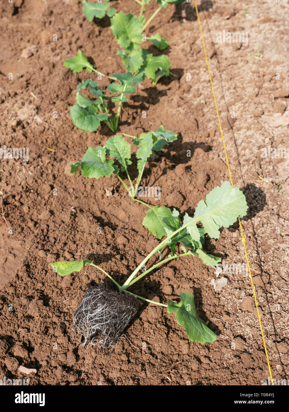 Siberian kale (Bremer Scheerkohl, brassica napus var. pabularia) seedlings being planted. Stock Photo