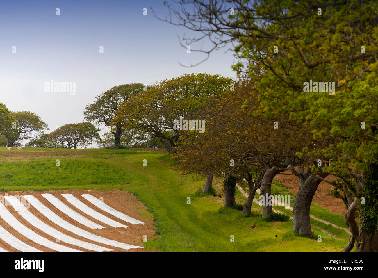 Line,of oak,trees,alongside,field,covered,in,plastic,farm,land,crop,agriculture,cultivated,ecology,birds,nesting,nest,habitat,leaves,branches,Isle of  Stock Photo