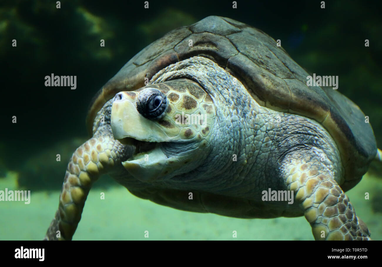 Frontal view of a Loggerhead sea turtle (Caretta caretta) Stock Photo