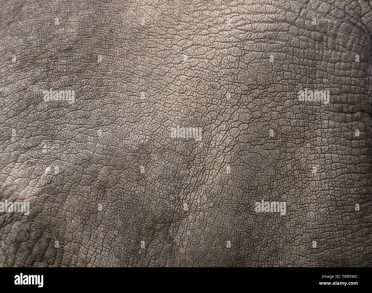 Close up view of Rhino skin (White rhinoceros) as background Stock Photo