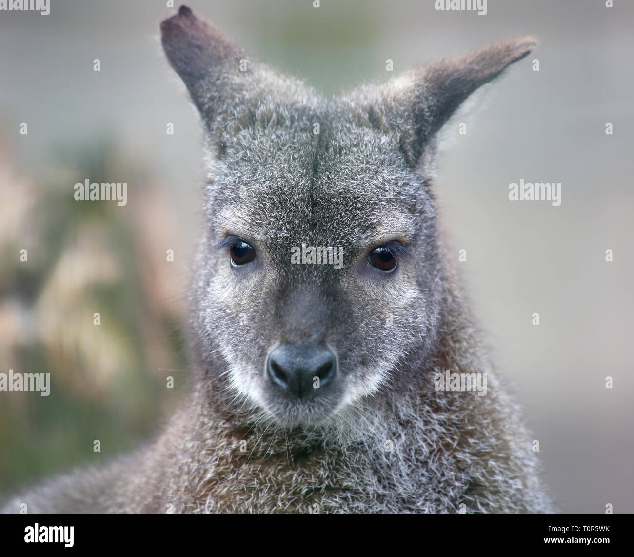 Portrait view of a Red-necked wallaby (Macropus rufogriseus) Stock Photo