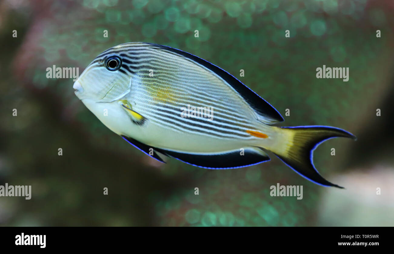 Close-up view of a Sohal surgeonfish (Acanthurus sohal) Stock Photo
