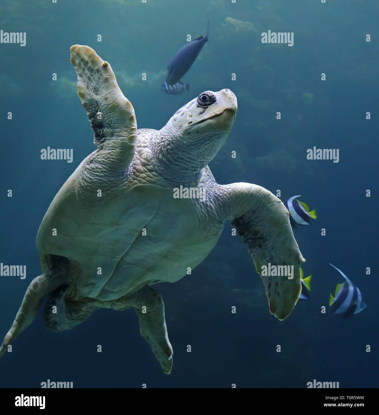 Close-up view of a Loggerhead sea turtle (Caretta caretta) Stock Photo