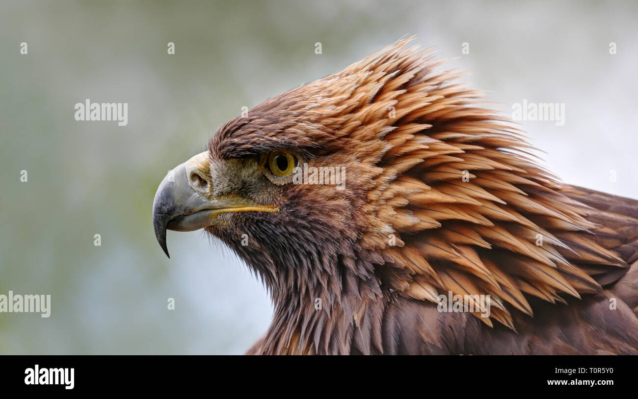 Close-up view of a golden eagle (Aquila chrysaetos) Stock Photo