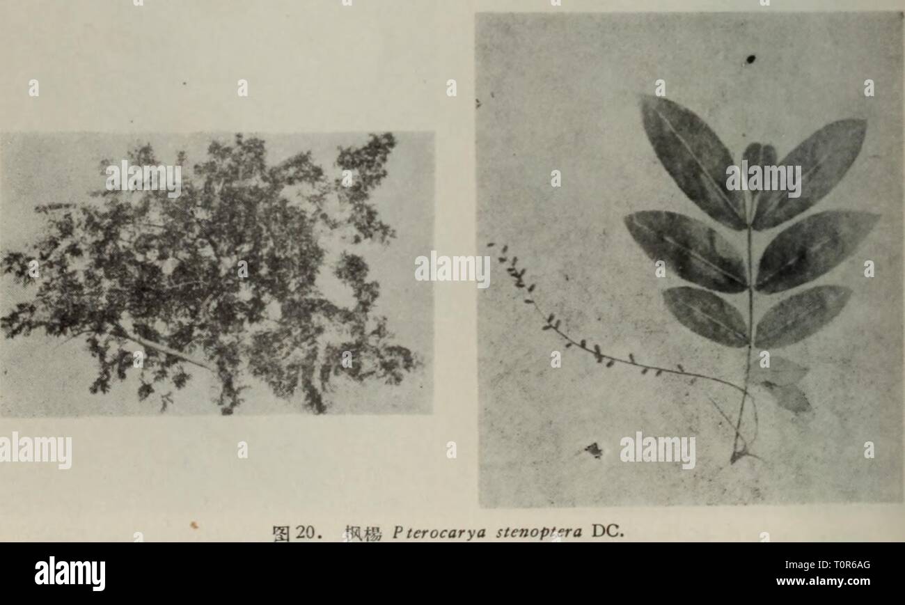 dong bei zi yuan zhi dong bei zi yuan zhi wu shou ce  dongbeiziyuanzhi00wang Year: 1958  图18. 三.'Salix triandra S 19. 專Sf^tft luglarts mandshurica Maxim. Stock Photo