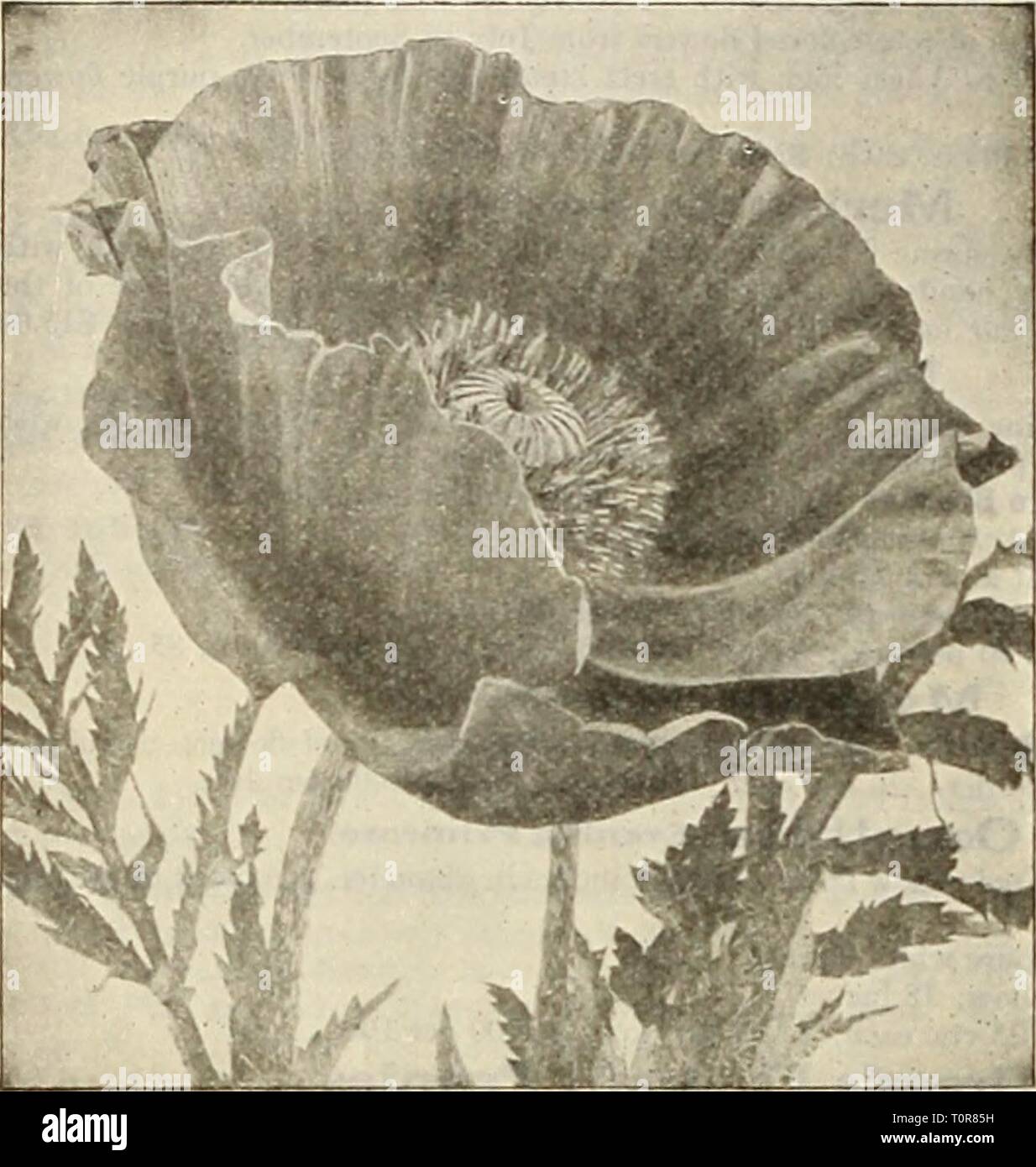 Dreer's autumn catalogue 1925 (1925) Dreer's autumn catalogue 1925  dreersautumncata1925henr Year: 1925  46 /flEHRyADREEfc^ HARDY PERENNIAL PIANTS &gt;HlLSBEIiPM    Oriental Poppy Papaver Orientale (Oriental Poppies) Autumn is the best time to plant the Oricnt:il Poppies, plantec at this time they are sure to flower the following summer. Choicest Mixed Hybrids. 20 cts. each; $2.00 per doz.; $15.00 per 100. PentStemOn (Beard Tongue) Most useful perennials, either for the border or rockery. Barbatus Coral Gem. Dense showy spikes of coral pink flowers, June 2i feet. Barbatus Torryeii. Spikes of b Stock Photo