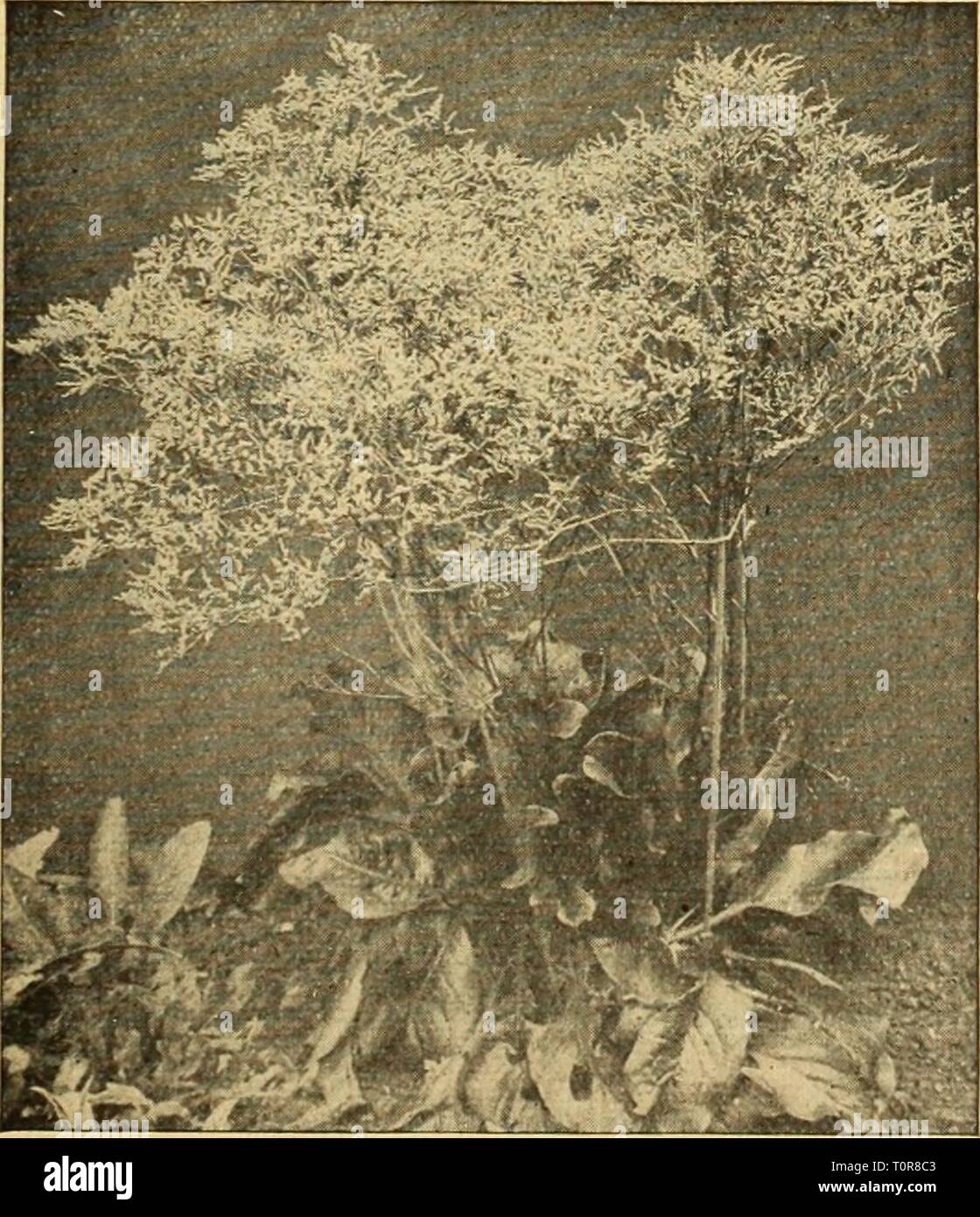 Dreer's autumn catalogue 1926 (1926) Dreer's autumn catalogue 1926  dreersautumncata1926henr Year: 1926  Salvia Piicheri (Offered on page 46)    Statice Latifolia, Elegantissinl StachyS (Woundwort) Betonica Grandiflora {Betony). Large flowers of purpHsh- rose; June and July; 15 inches. 25 cts. each; $2.50 per doz. Statice (Great Sea Lavender) Latifolia. Immense candelabra-like heads of purplish-blue minute flowers during July and August. 25 cts. each; $2.50 per doz.; $15.00 per 100. Latifolia Elegantissima. A new improved form with not only larger individual flowers but also with much larger  Stock Photo